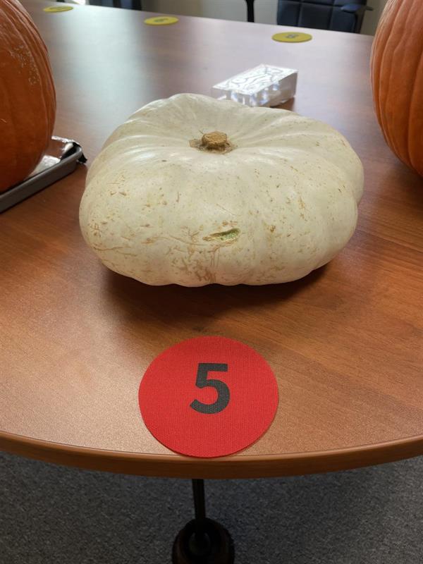 Pumpkin05